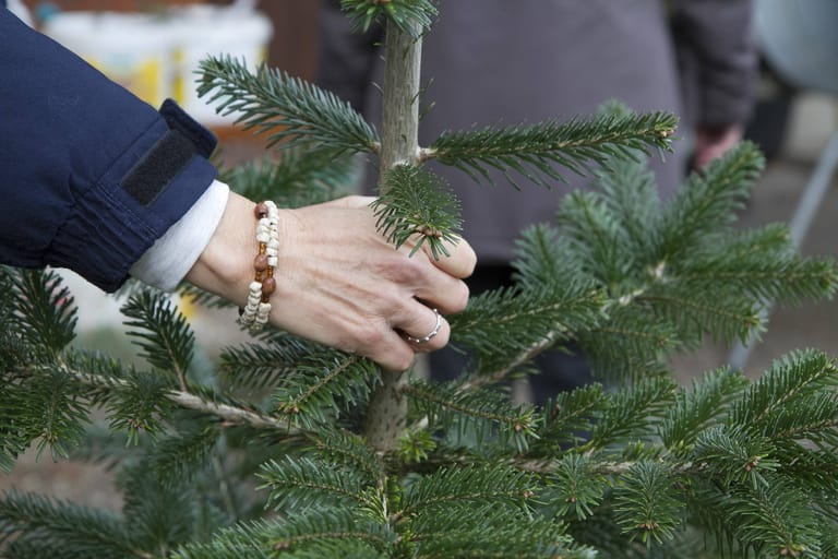 Beim kauf eines Weihnachtsbaums sollten Sie einiges beachten.