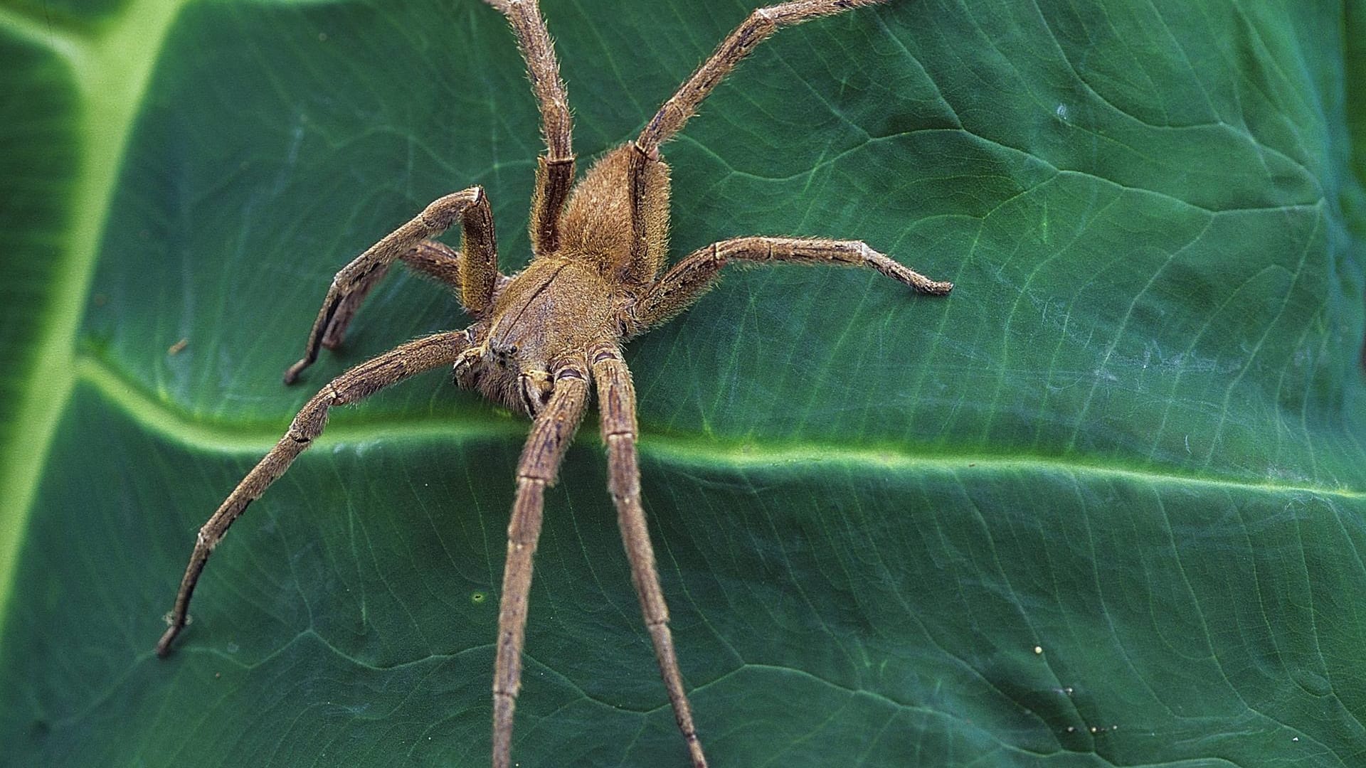 Eine Brasilianische Wanderspinne - auch Bananenspinne genannt - gehört zu den giftigsten Tieren der Welt. Eines ihrer Beine kann bis zu 12 cm lang werden. Eine Brasilianische Wanderspinne - auch Bananenspinne genannt - gehört zu den giftigsten Tieren der Welt. Eines ihrer Beine kann bis zu 12 cm lang werden.