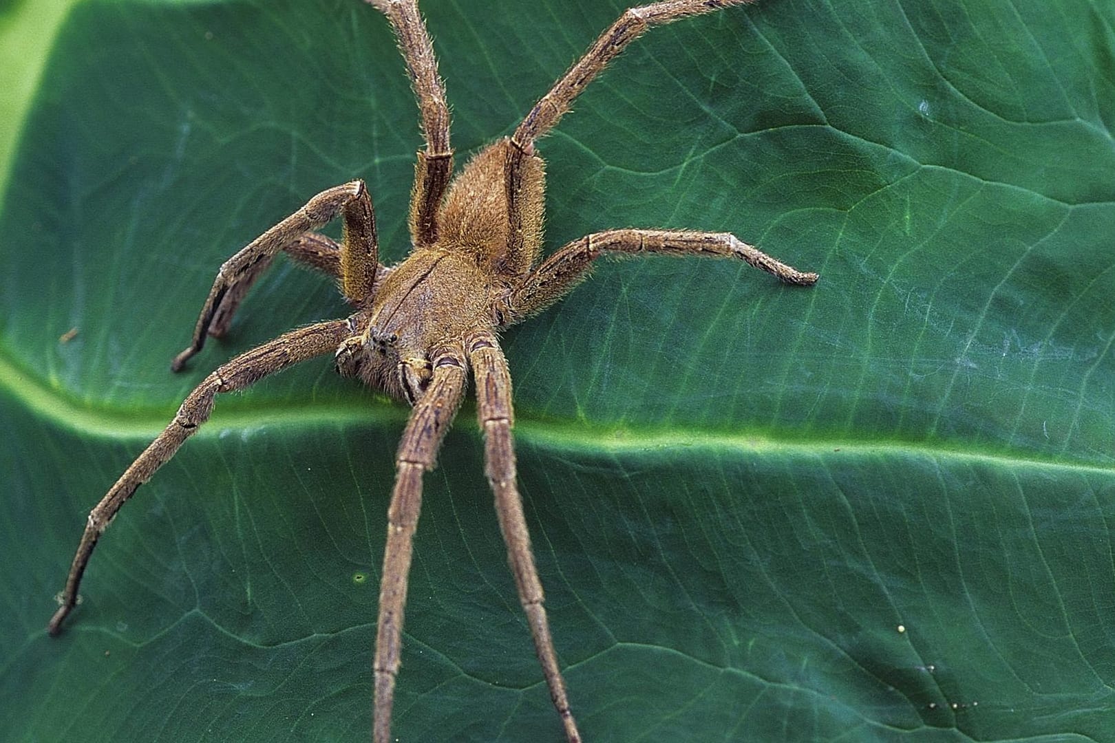 Eine Brasilianische Wanderspinne - auch Bananenspinne genannt - gehört zu den giftigsten Tieren der Welt. Eines ihrer Beine kann bis zu 12 cm lang werden.