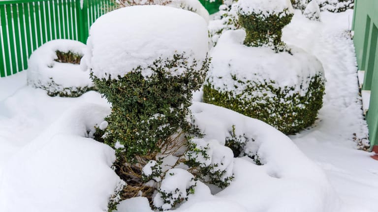 Buchsbaum mit Schnee