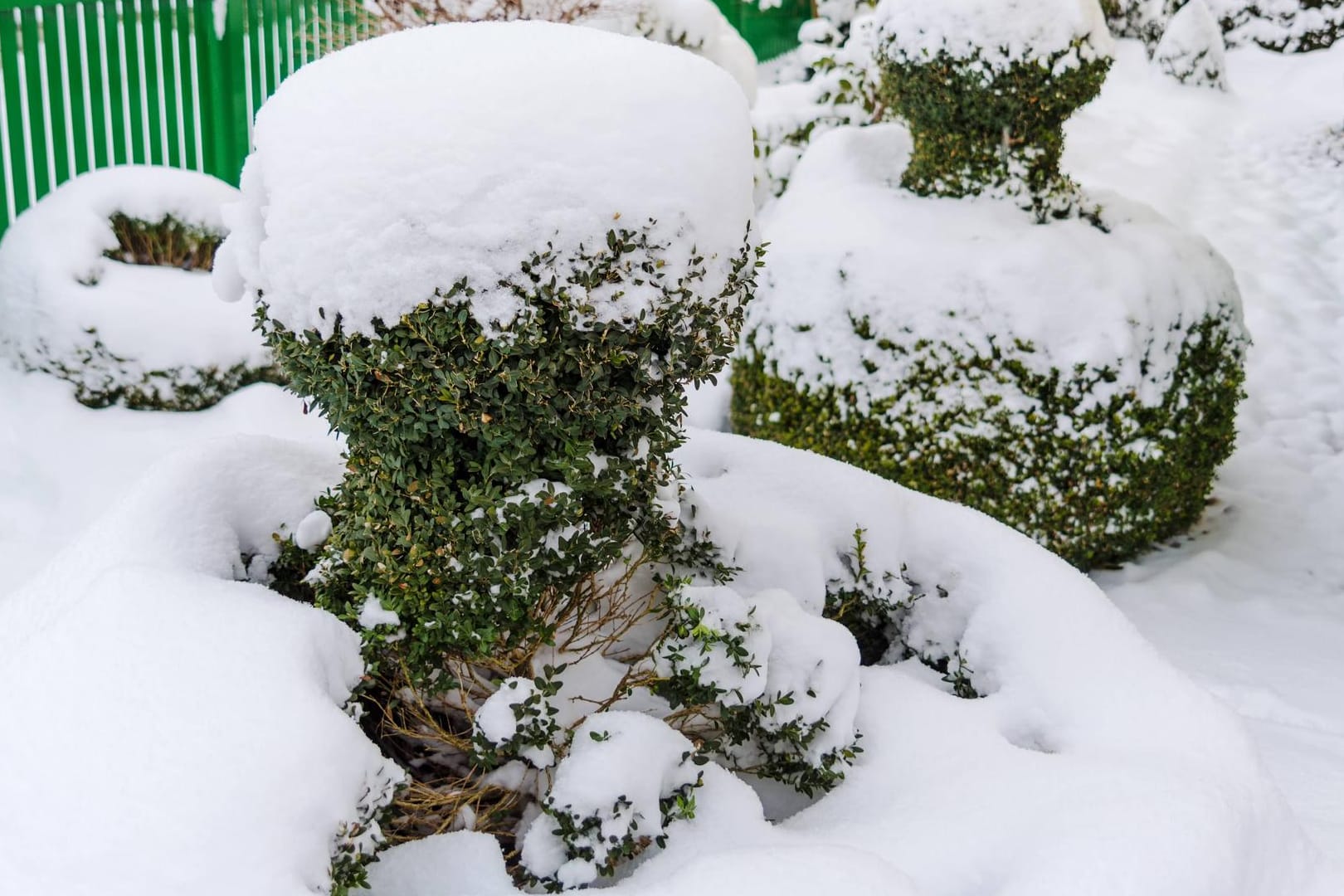 Buchsbaum mit Schnee