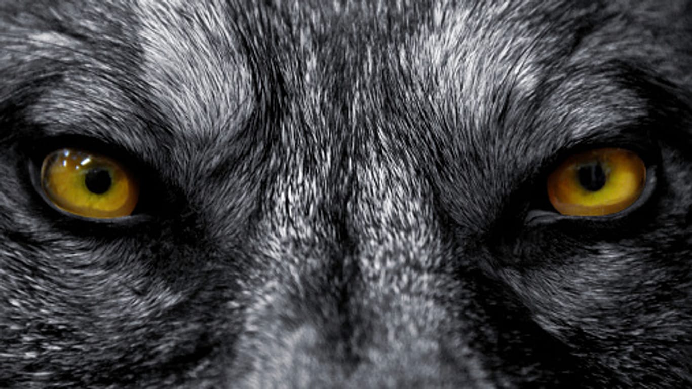 Wie gefährlich ist das in Märchen oft "großer, böser Wolf" genannte Wildtier wirklich?