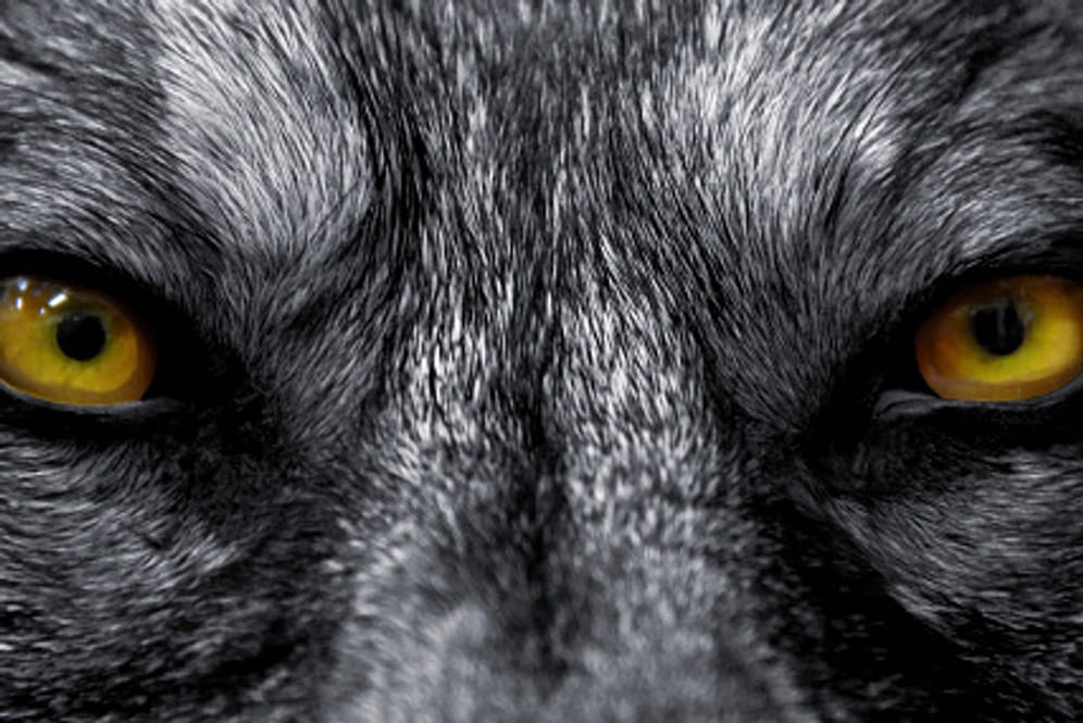 Wie gefährlich ist das in Märchen oft "großer, böser Wolf" genannte Wildtier wirklich?