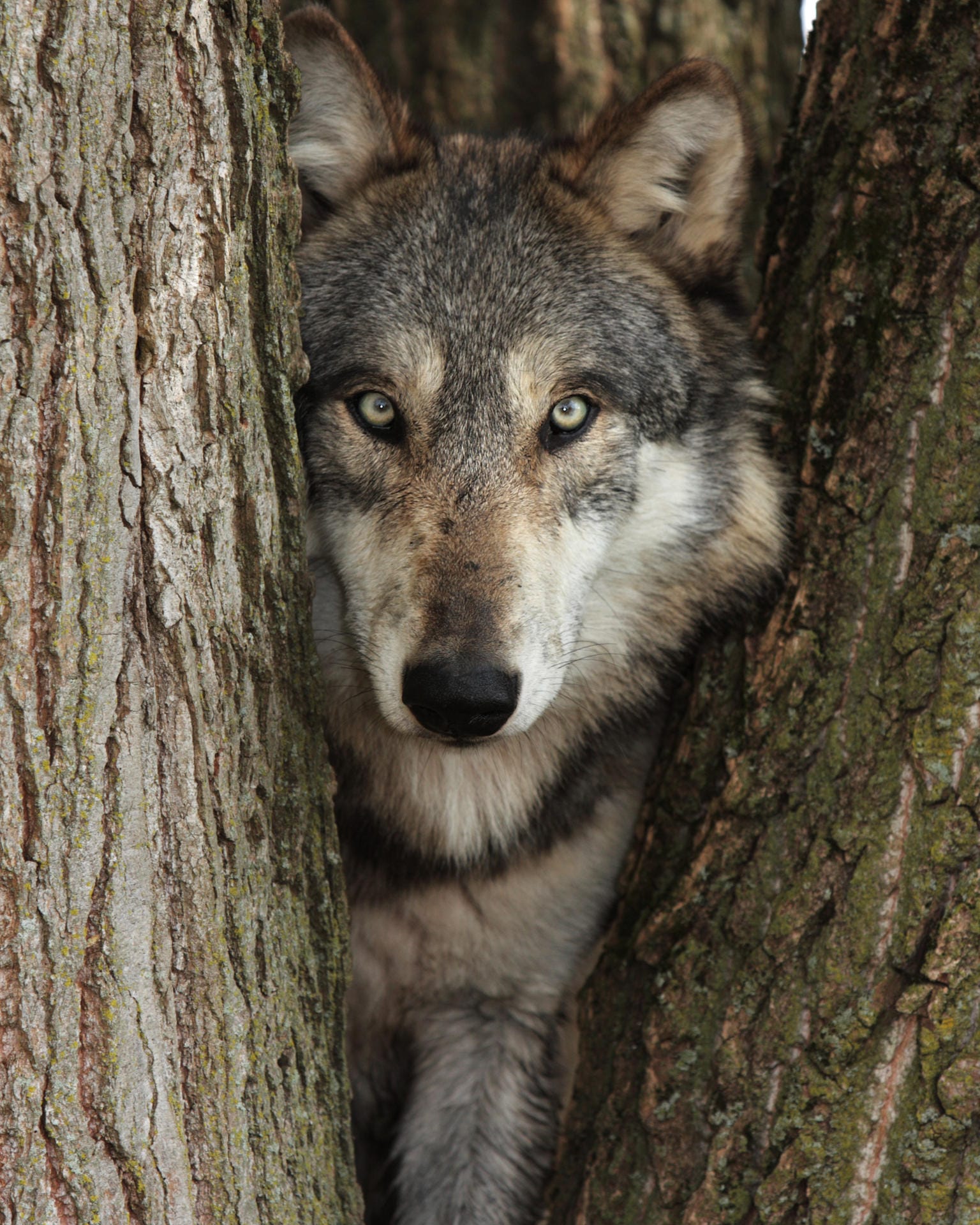 Der Wolf ist zurück in Deutschland. Mehr als 100 Jahre war er verschwunden, doch nun durchstreift er wieder die Wälder. Aber der Mensch hat noch nie auf seinem Speiseplan gestanden.