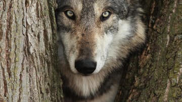 Der Wolf ist zurück in Deutschland. Mehr als 100 Jahre war er verschwunden, doch nun durchstreift er wieder die Wälder. Aber der Mensch hat noch nie auf seinem Speiseplan gestanden.
