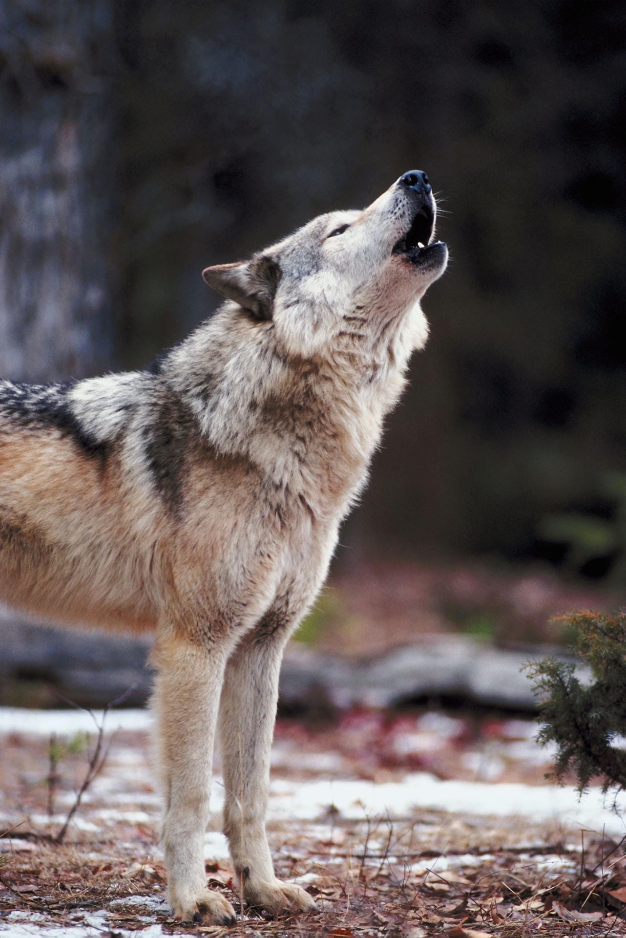 Mit dem charakteristischen Heulen nehmen Wölfe Kontakt zu Artgenossen auf und markieren dabei zudem akustisch ihr Revier.