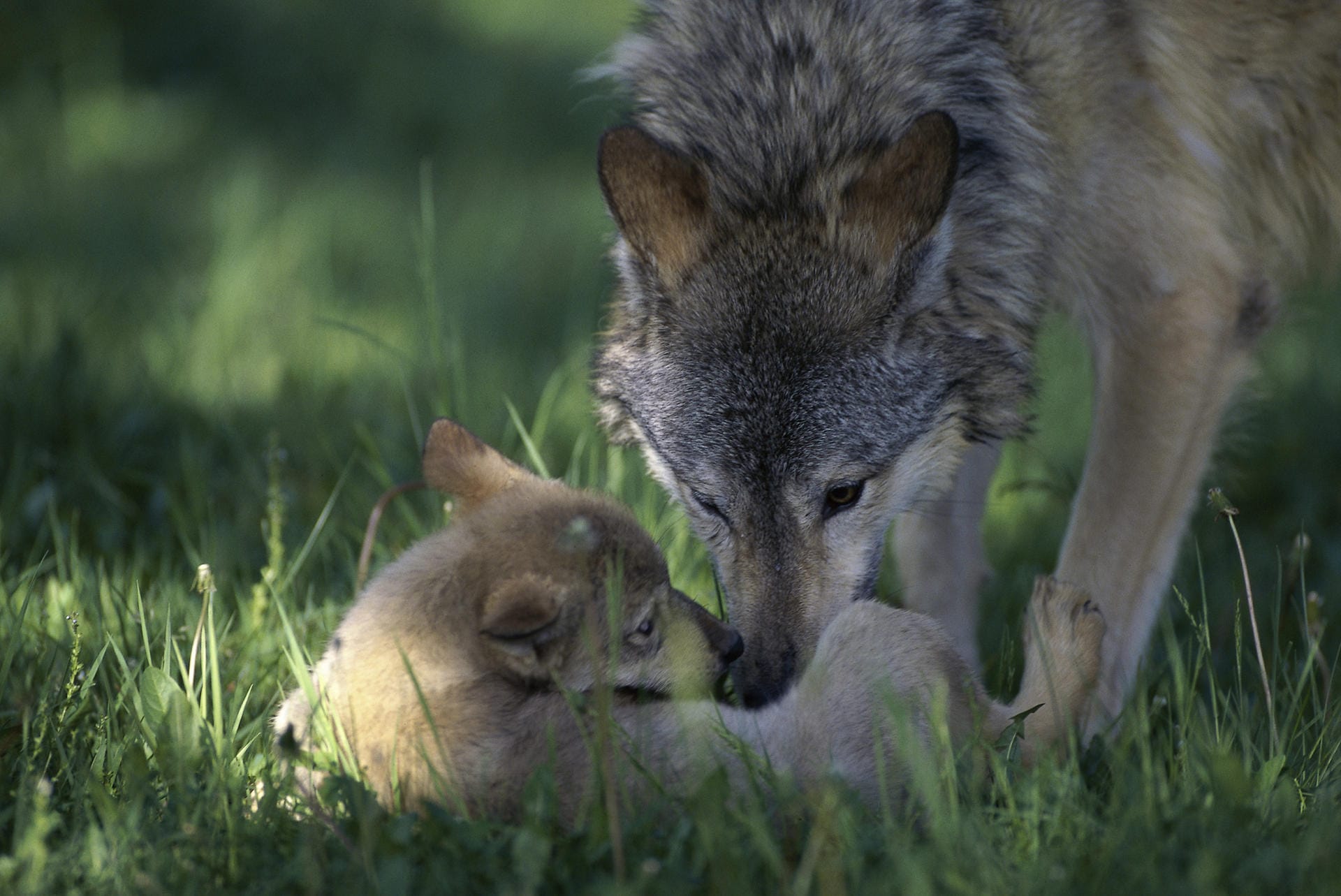 In Deutschland paaren sich Wölfe wieder und werfen Junge. So sind innerhalb von rund 15 Jahren etwa 46 Rudel entstanden.