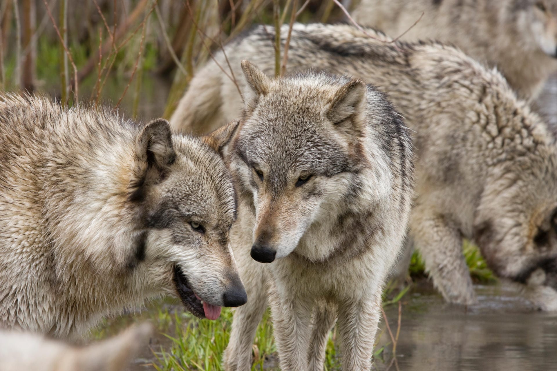 Wolfspaare bleiben ein Leben lang zusammen und ziehen die Welpen auf, bis sie sich ein eigenes Territorium suchen.