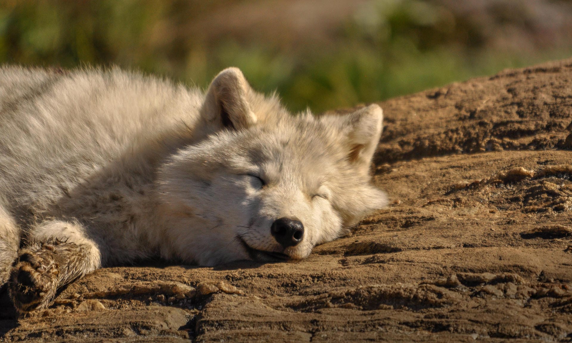 Tagsüber ziehen sich Wölfe zurück ins sichere Versteck zum Schlafen, Dösen und Ausruhen. Erst nachts werden sie aktiv.