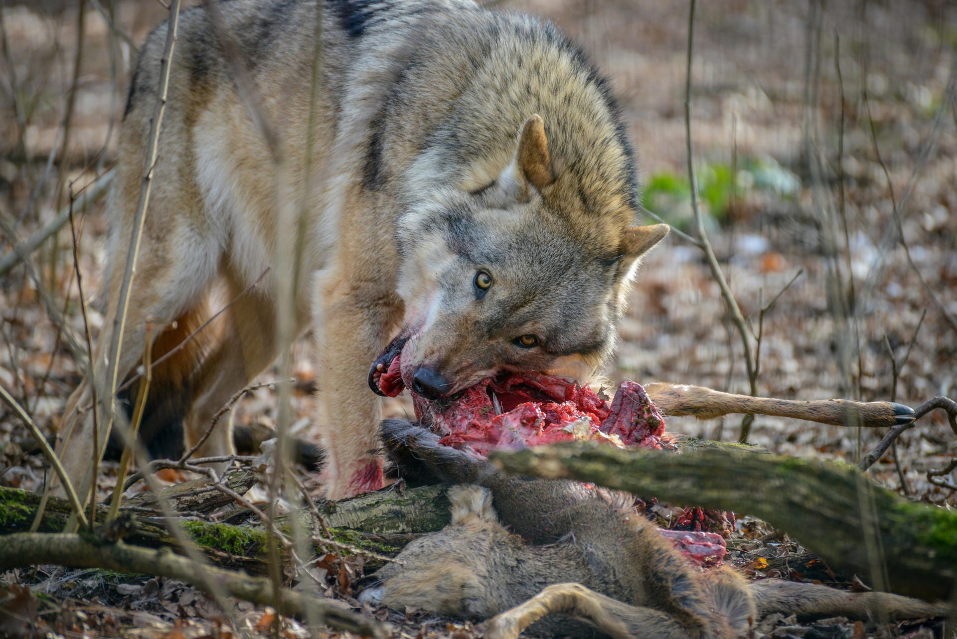 Der Wolf frisst seine Beute, die Jäger und Förster als "Riss" bezeichnen. Abstand halten, denn der Wolf ist nicht ans Teilen gewöhnt.
