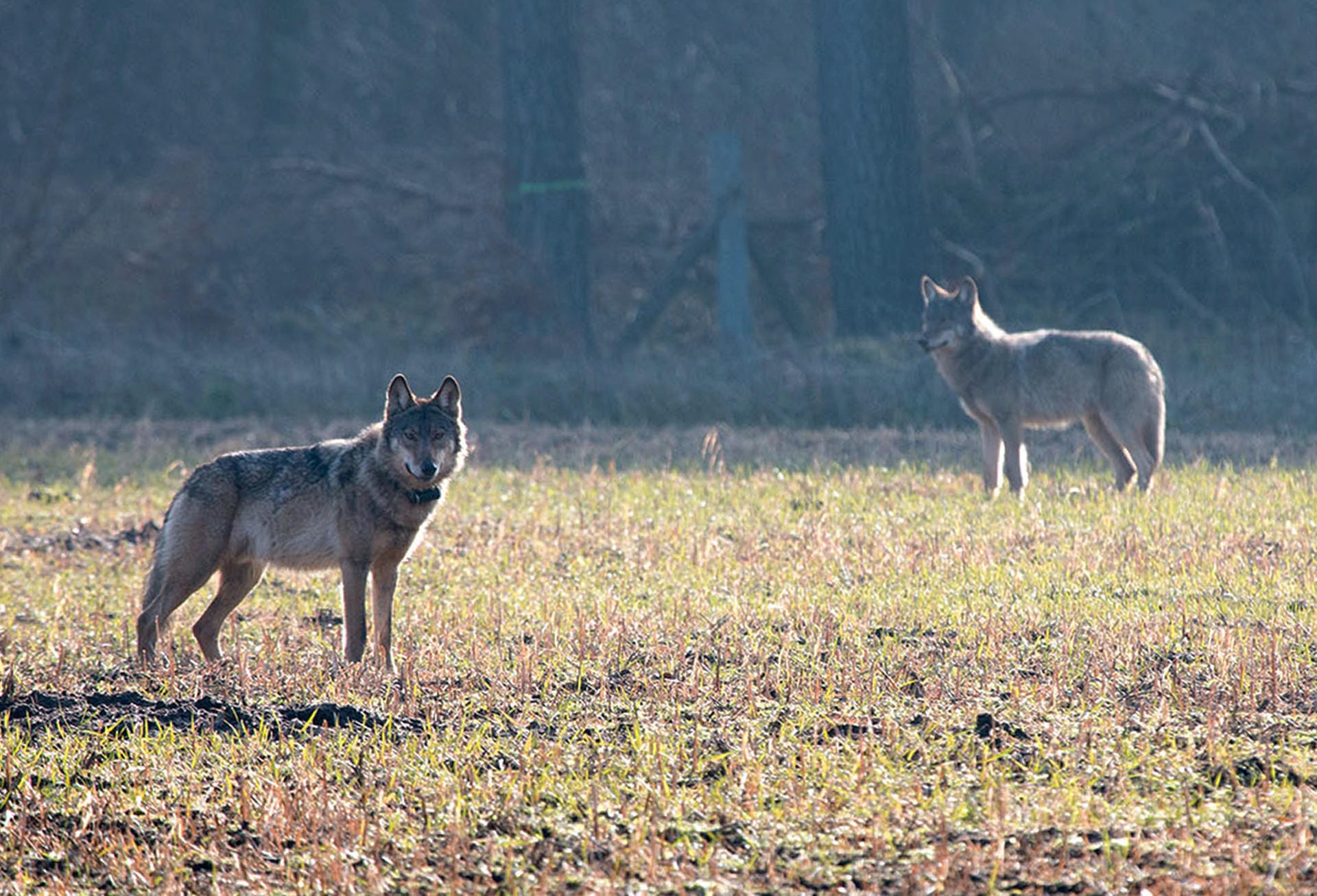 Der verhaltensauffällige Wolf "Kurti" (links) steht am im März 2016 auf einem Feld. Er wurde vermutlich von Menschen angefüttert und verlor daher die Scheu vor Menschen. Kurti wurde aufgrund seines Verhaltens vorsorglich getötet.