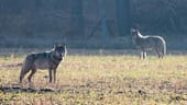 Der verhaltensauffällige Wolf "Kurti" (links) steht am im März 2016 auf einem Feld. Er wurde vermutlich von Menschen angefüttert und verlor daher die Scheu vor Menschen. Kurti wurde aufgrund seines Verhaltens vorsorglich getötet.