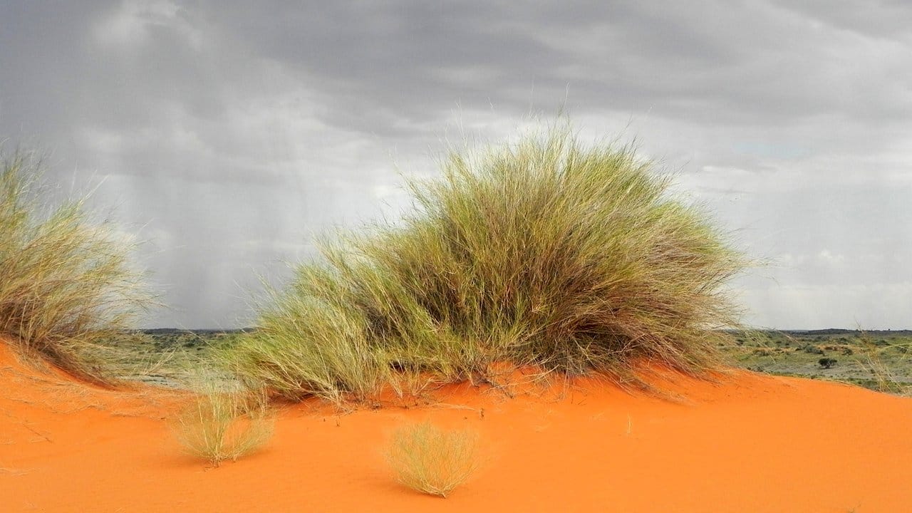 Dünengras und roter Sand: Die Kalahari Südafrikas ist karg und trocken - und gleichzeitig fasziniernd.