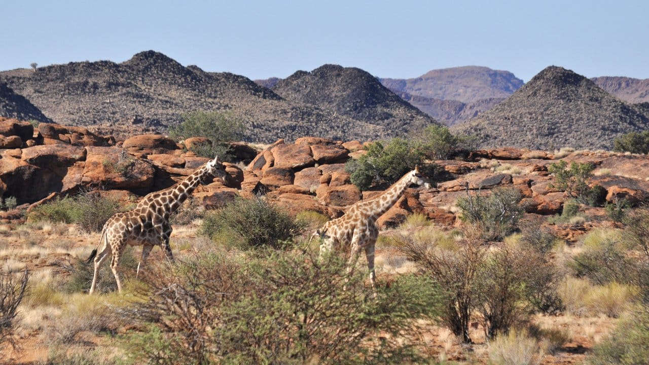 Im Augrabies Falls Nationalpark an der namibischen Grenze können Touristen mit etwas Glück auch Giraffen sehen.