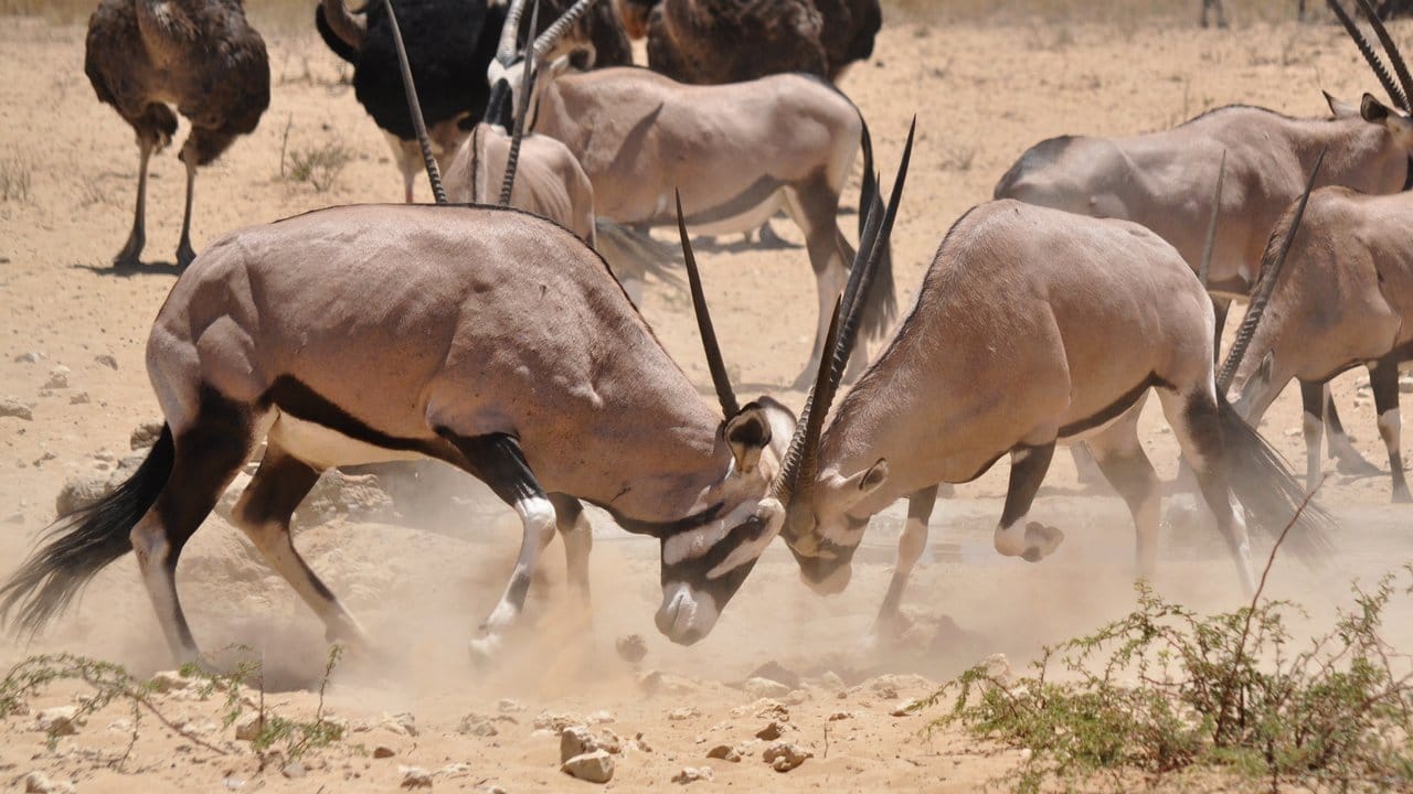 In der Zeit der Dürre kann es rund um die Wasserstellen zu Kämpfen kommen - hier sind zwei Oryxantilopen aneinander geraten.