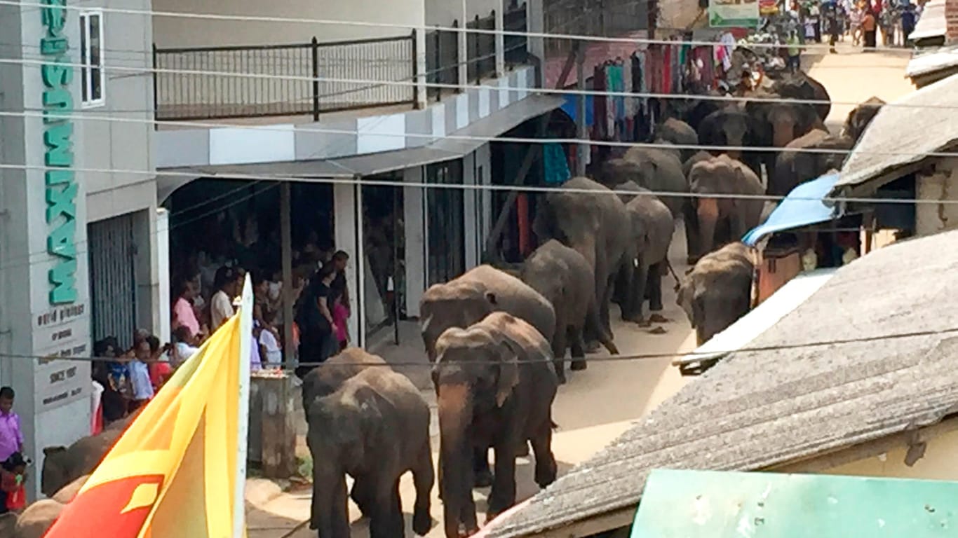 Elefanten als Touristenattraktion: In Pinnawela laufen sie zwei Mal täglich durch die Straßen des Ortes.