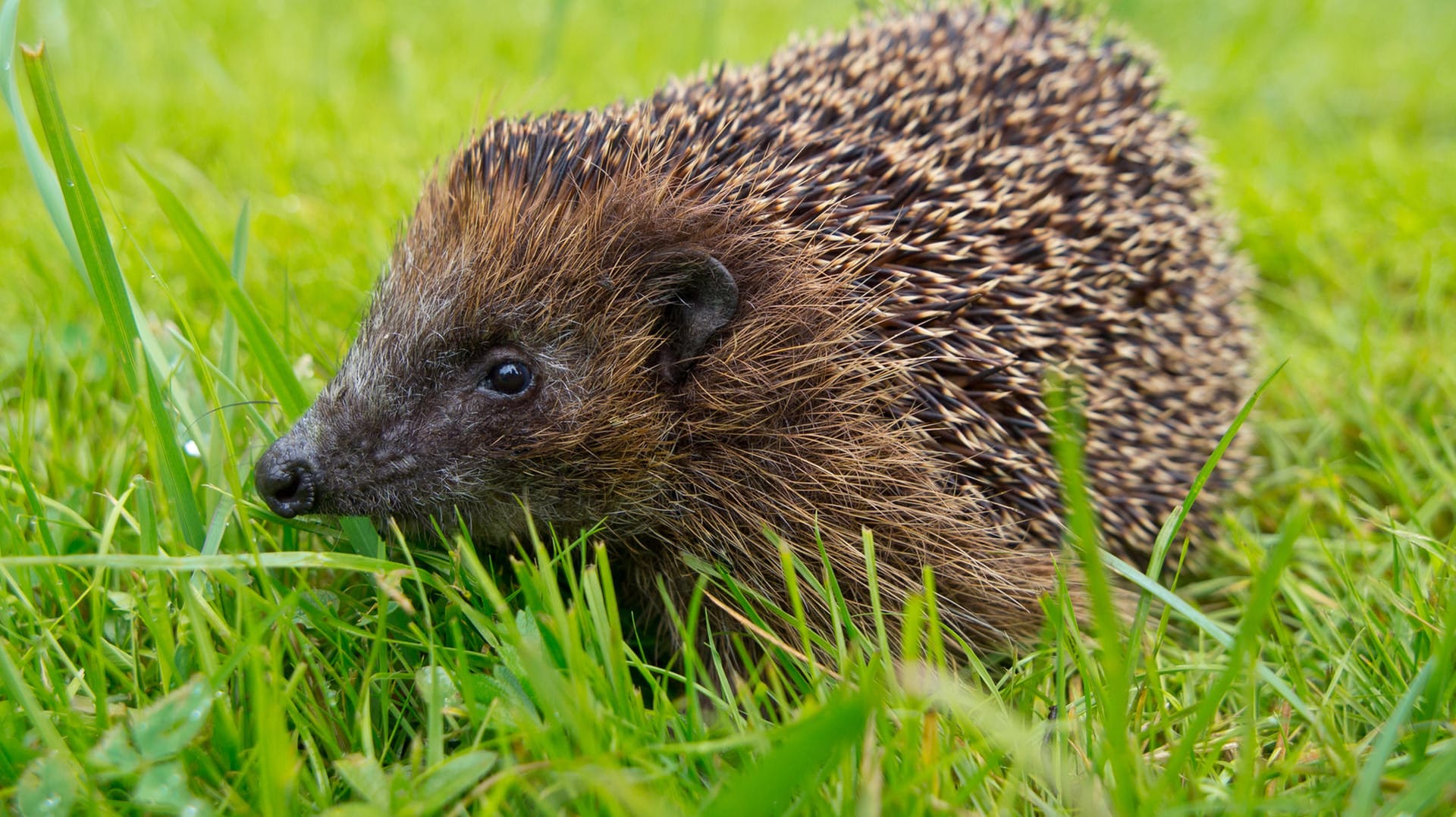 Niedlicher Schädlinglingsbekämpfer: Igel fressen Raupen und Schnecken.