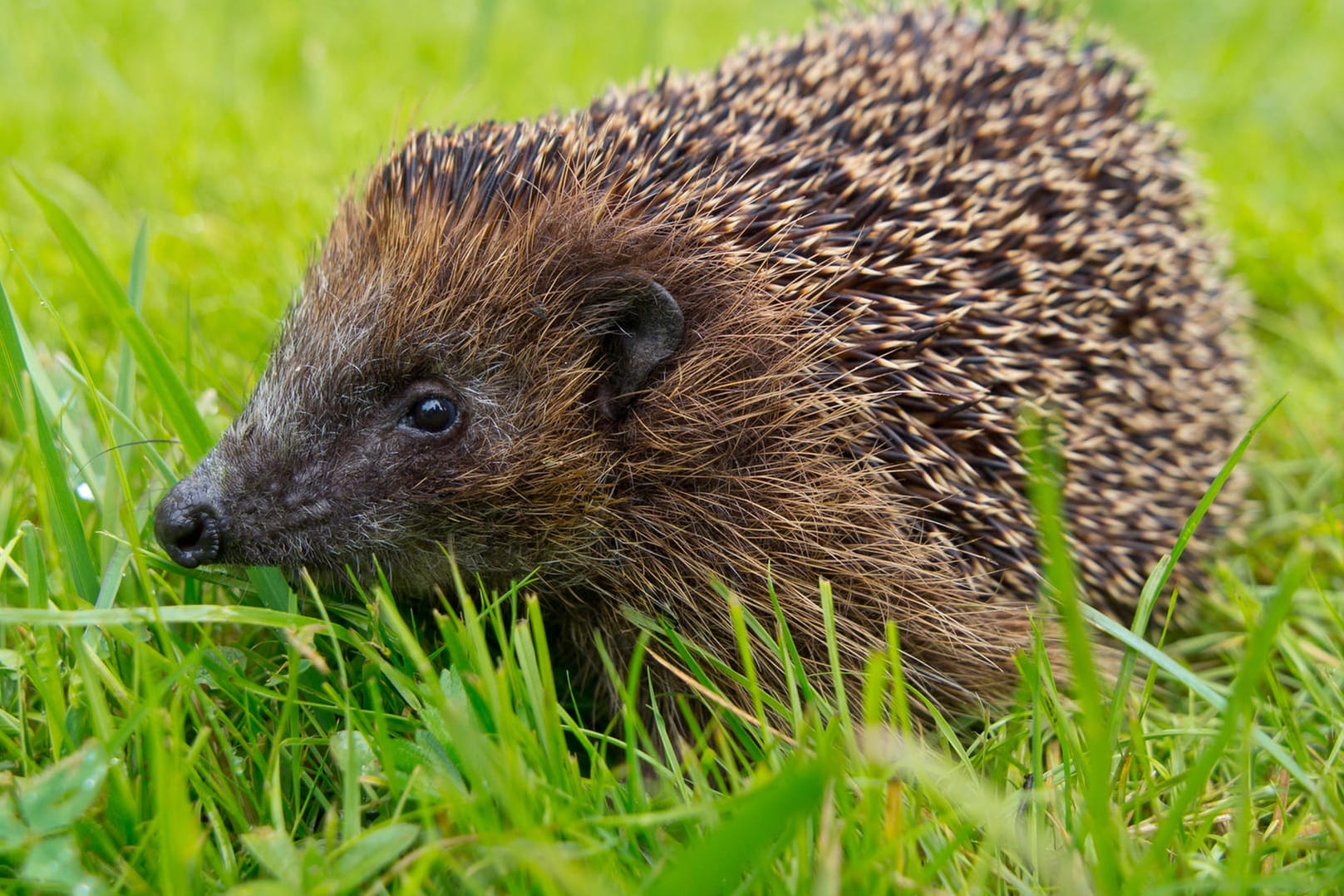 Niedlicher Schädlinglingsbekämpfer: Igel fressen Raupen und Schnecken.