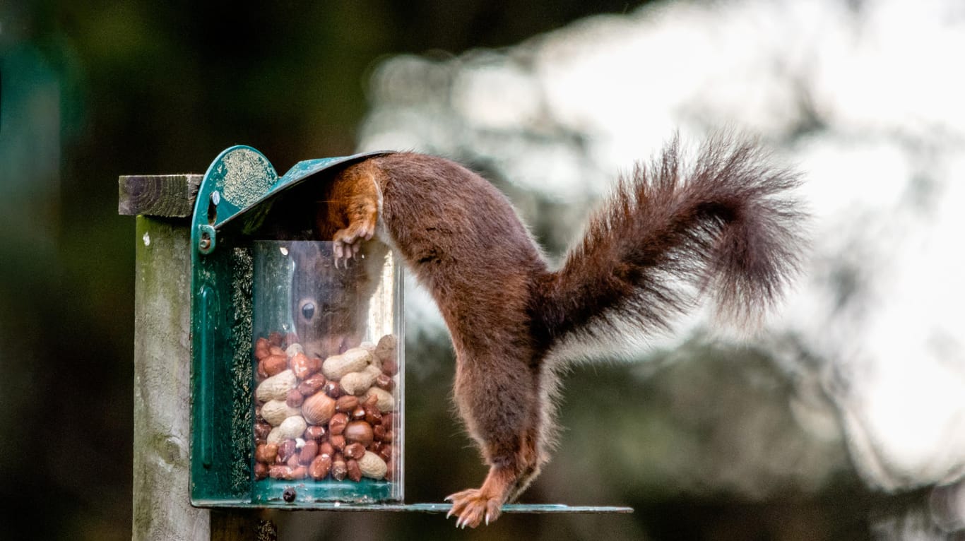 Eichhörnchen auf Nahrungssuche: Mithilfe einer Futterstelle können Sie die Tiere im Winter füttern.
