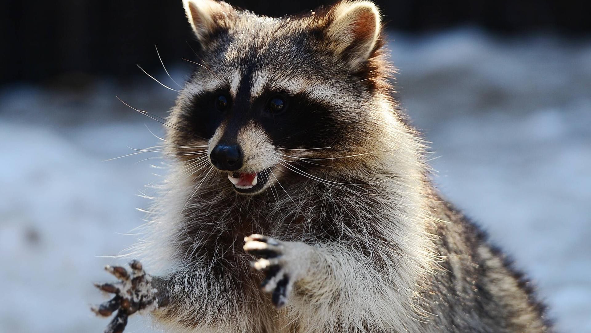 Waschbär: Er ist ein Wildtier und kann sich gut verteidigen.