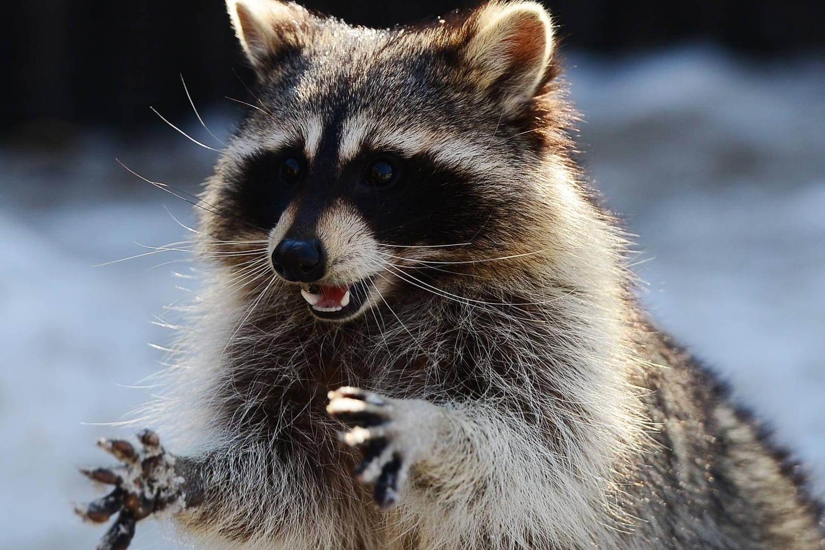 Waschbär: Er ist ein Wildtier und kann sich gut verteidigen.