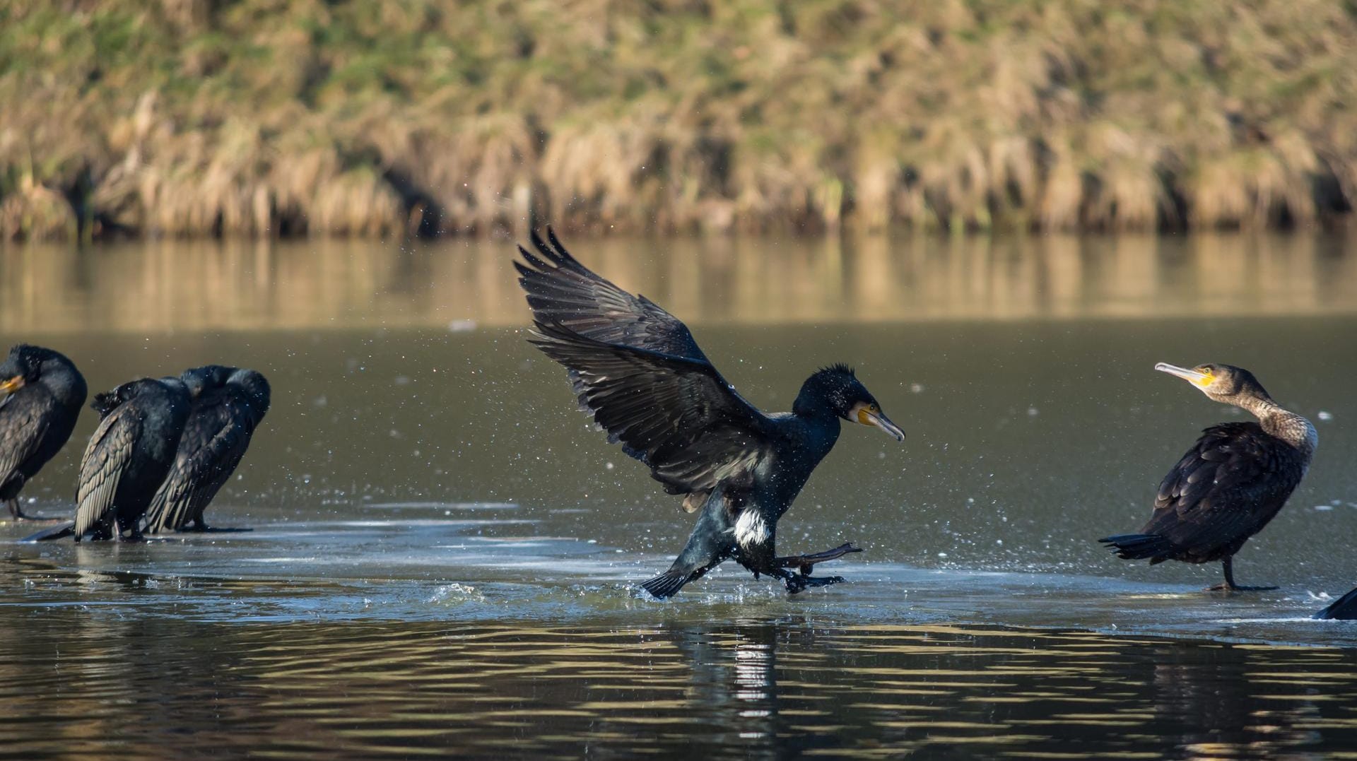 Gefräßiger Raubvogel: Der Komoran benötigt bis zu 500 Gramm Fisch am Tag.