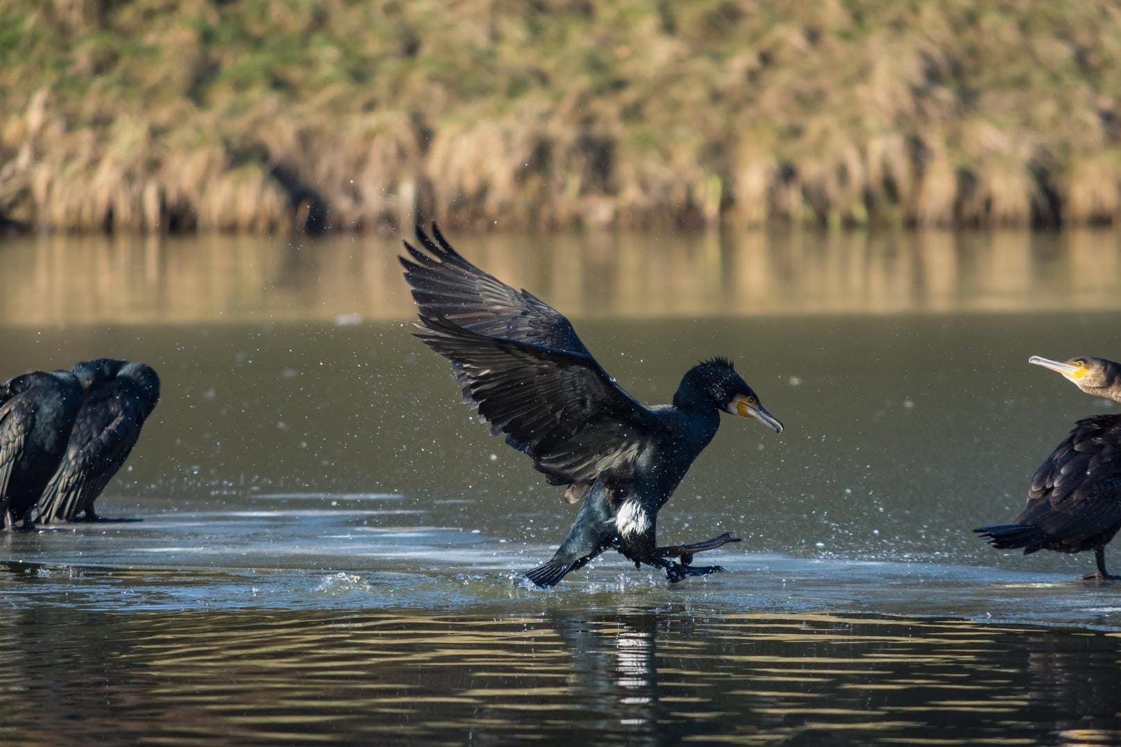 Gefräßiger Raubvogel: Der Komoran benötigt bis zu 500 Gramm Fisch am Tag.