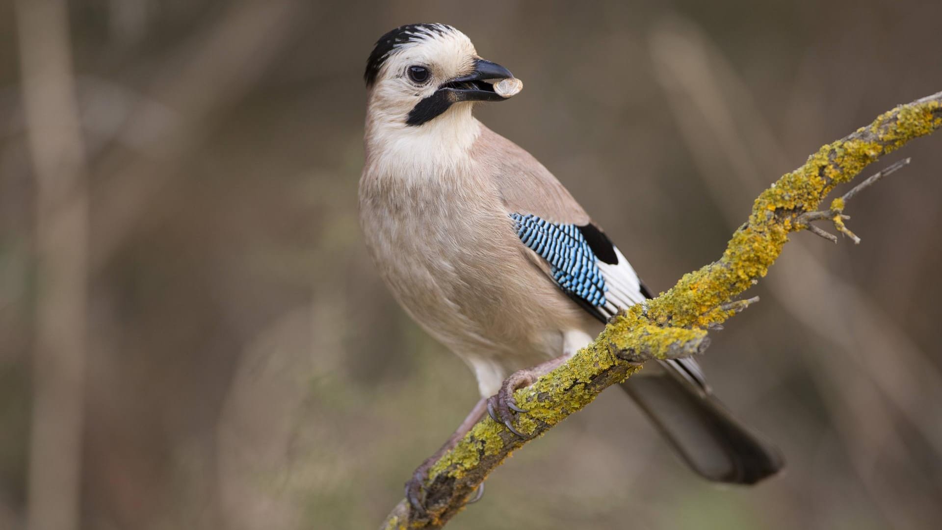 Der Eichelhäher ist ein besonders farbenfroher Rabenvogel