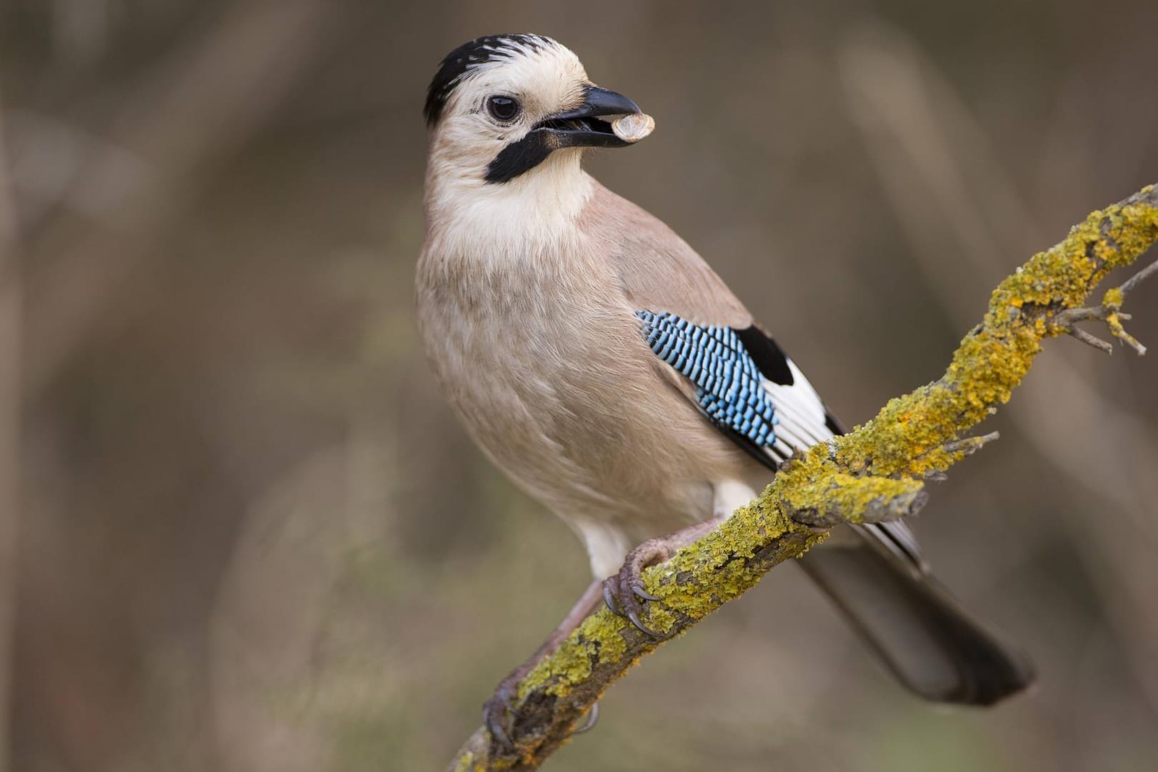 Der Eichelhäher ist ein besonders farbenfroher Rabenvogel