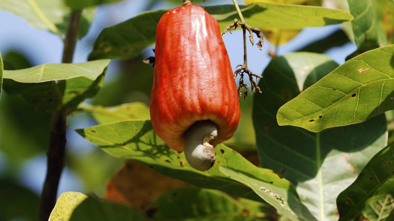 Einzelne Frucht des Kaschubaums: Cashewkerne wachsen an einem Cashewapfel.