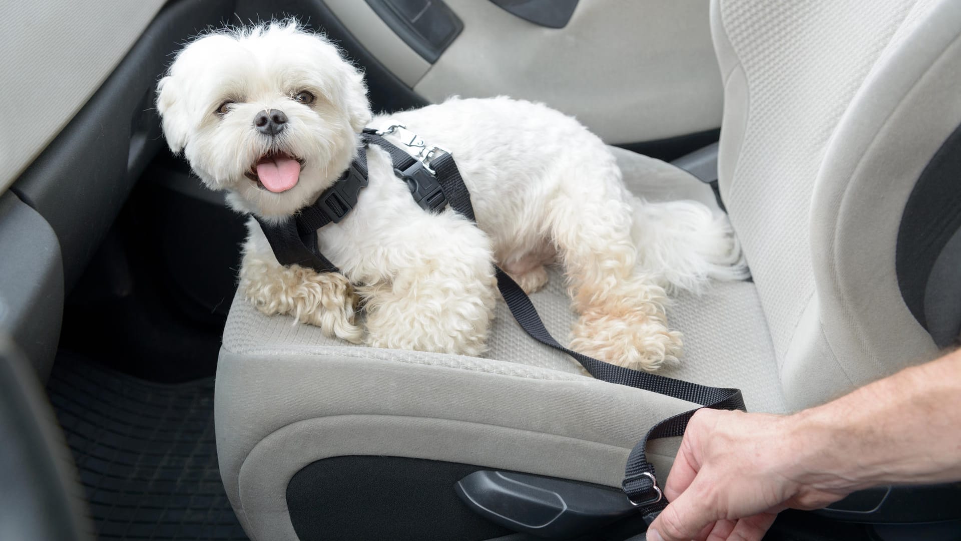 Ein Hund wird im Auto angeschnallt.