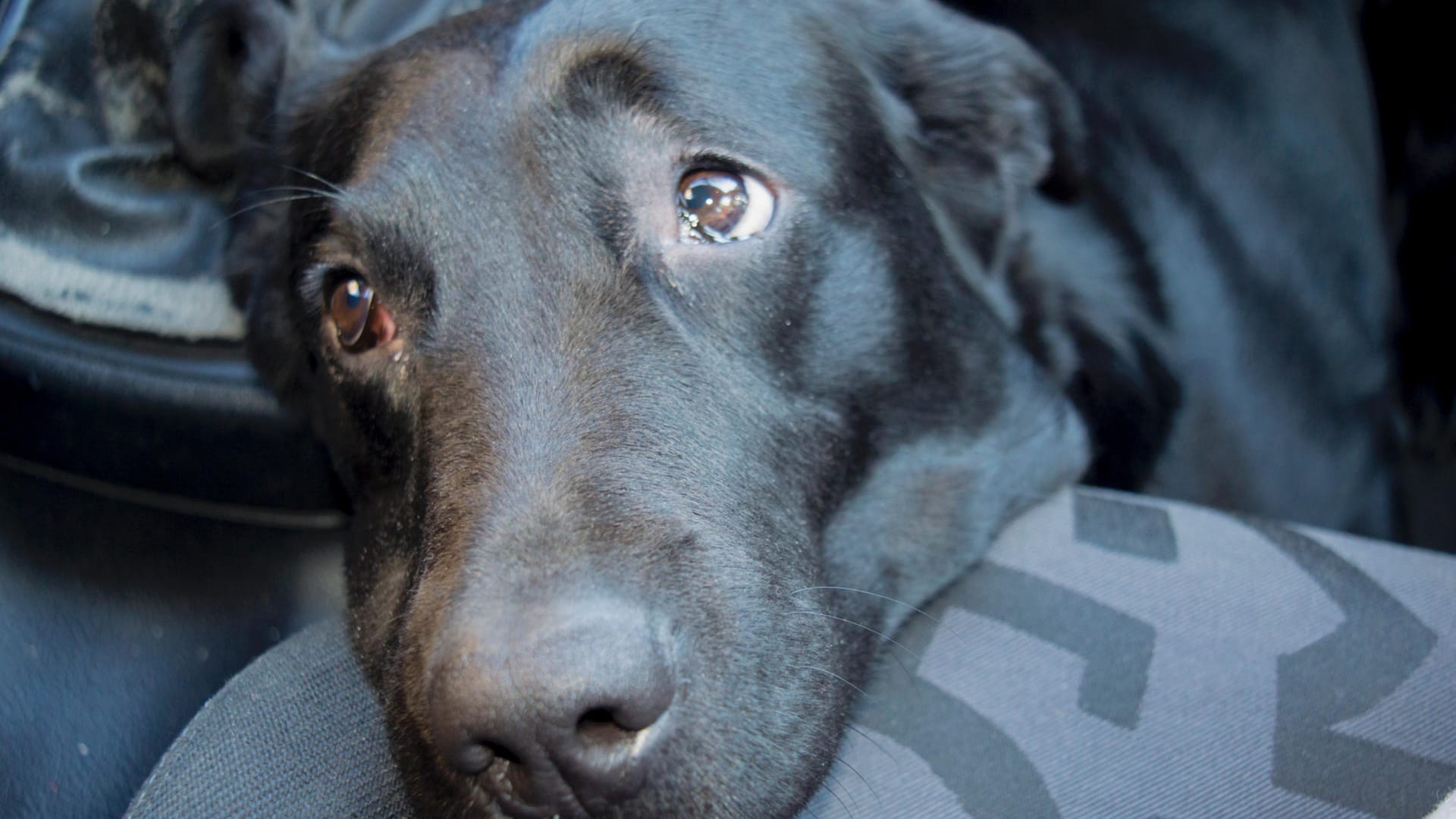 Ein Hund liegt traurig im Auto.