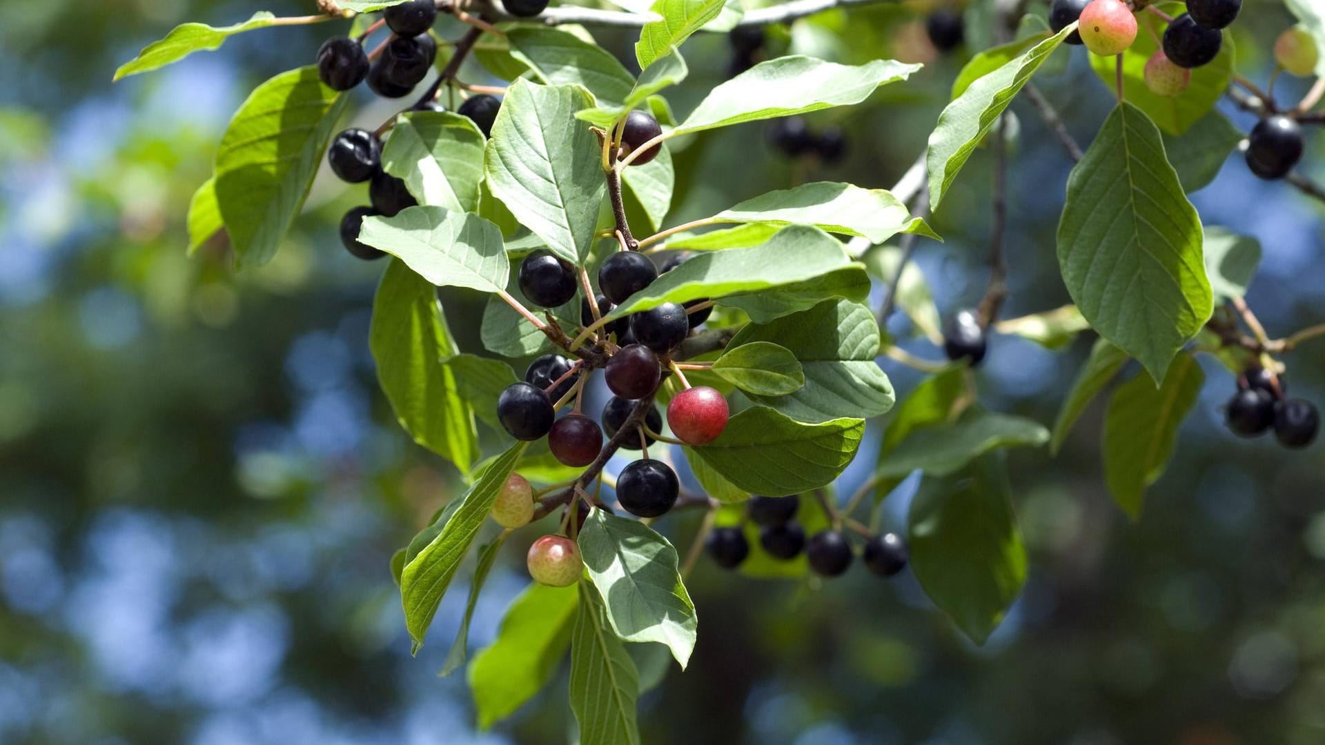 Der Faulbaum (Rhamnus frangula) ist, wie sein Name erahnen lässt, in all seinen Bestandteilen ungenießbar