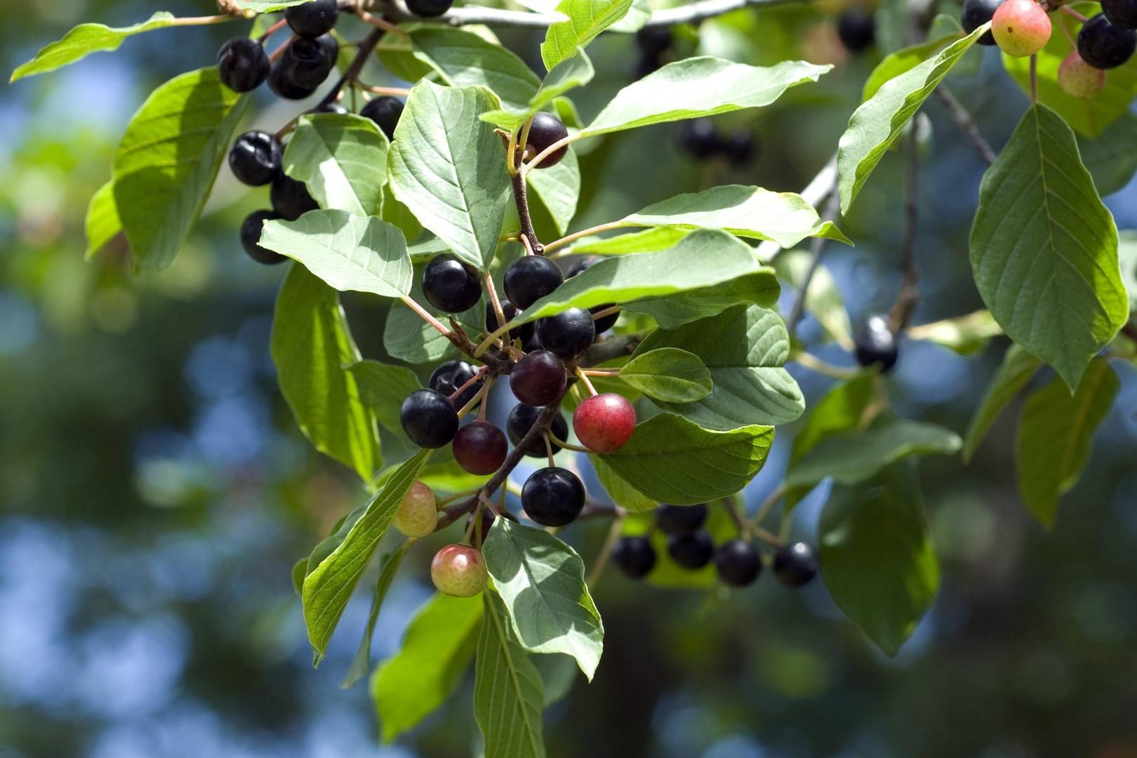 Der Faulbaum (Rhamnus frangula) ist, wie sein Name erahnen lässt, in all seinen Bestandteilen ungenießbar