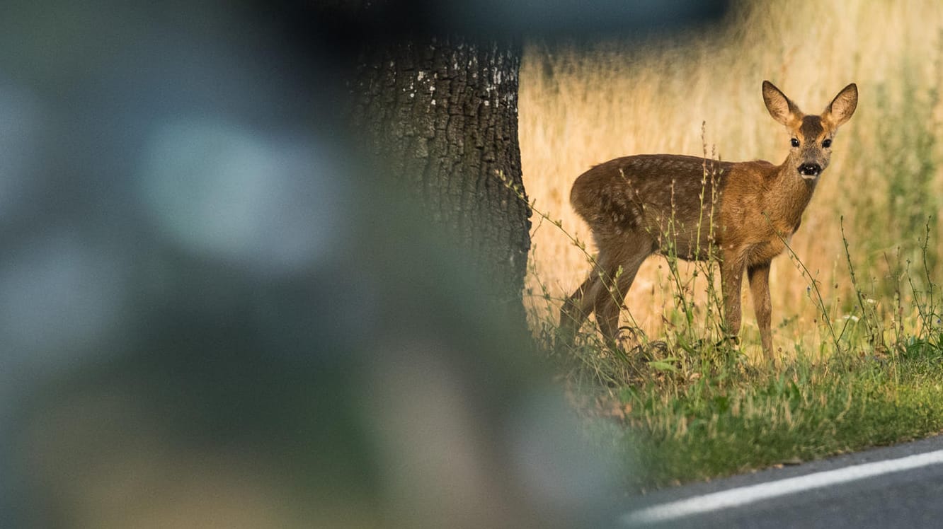 Im Frühjahr und Herbst besonders groß: die Unfallgefahr durch Wildwechsel.