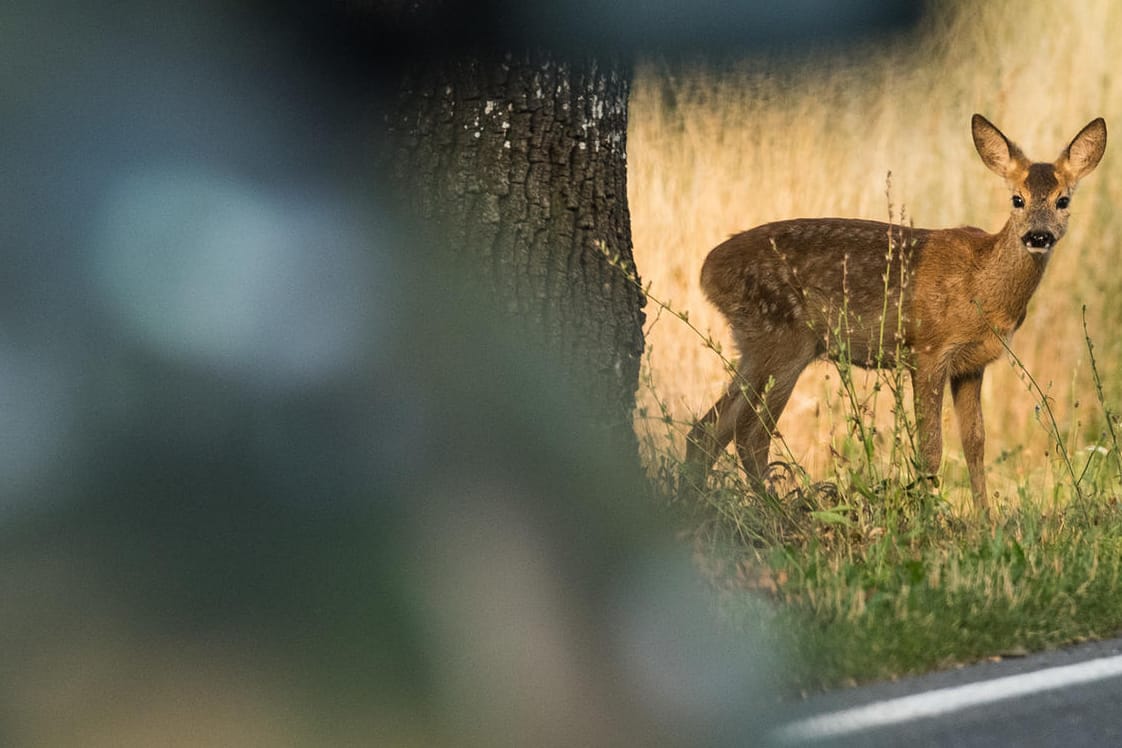 Im Frühjahr und Herbst besonders groß: die Unfallgefahr durch Wildwechsel.