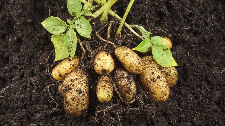 Kartoffelernte: Sie sind nach wie vor das beliebteste einheimische Gemüse – die Kartoffeln.