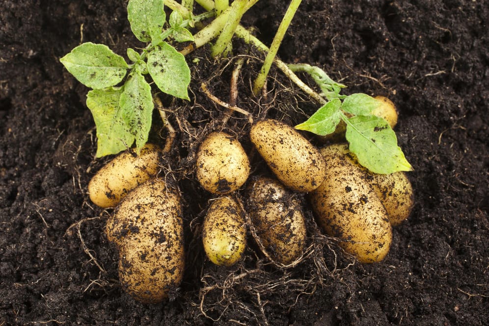 Kartoffelernte: Sie sind nach wie vor das beliebteste einheimische Gemüse – die Kartoffeln.