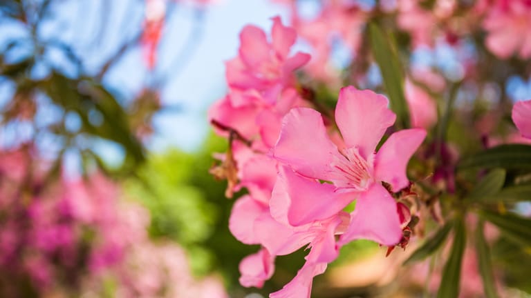 Oleander überwintern pflegen, schneiden & gießen einfache Tipps