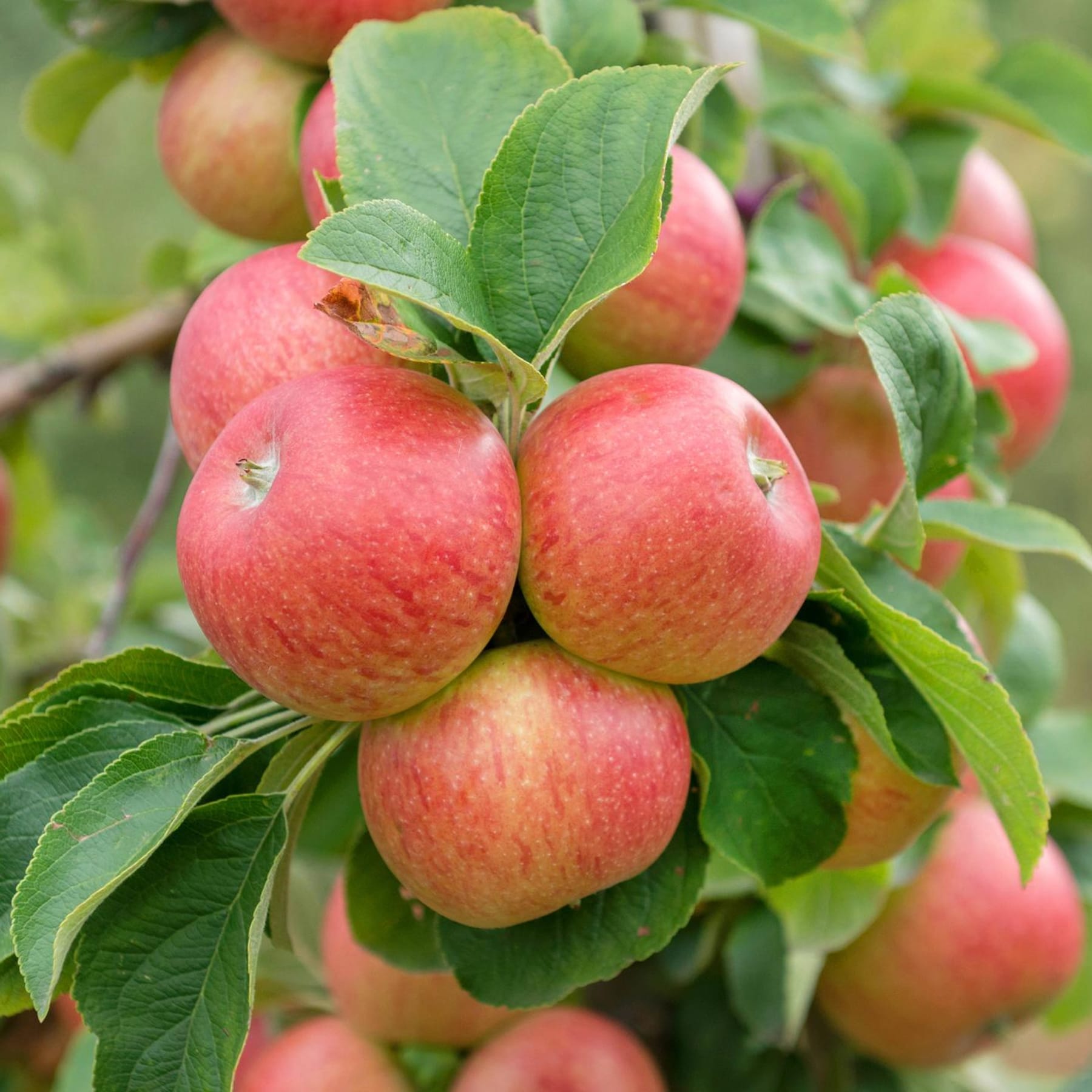 Alkmene: Langlebige Apfelsorte für den Garten