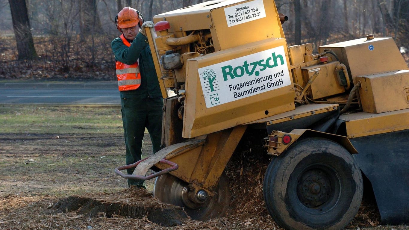 Landschaftsgärtner beseitigt mit einem Stubbenfräser die Baumstümpfen auf der Karcherallee in Dresden