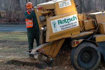 Landschaftsgärtner beseitigt mit einem Stubbenfräser die Baumstümpfen auf der Karcherallee in Dresden