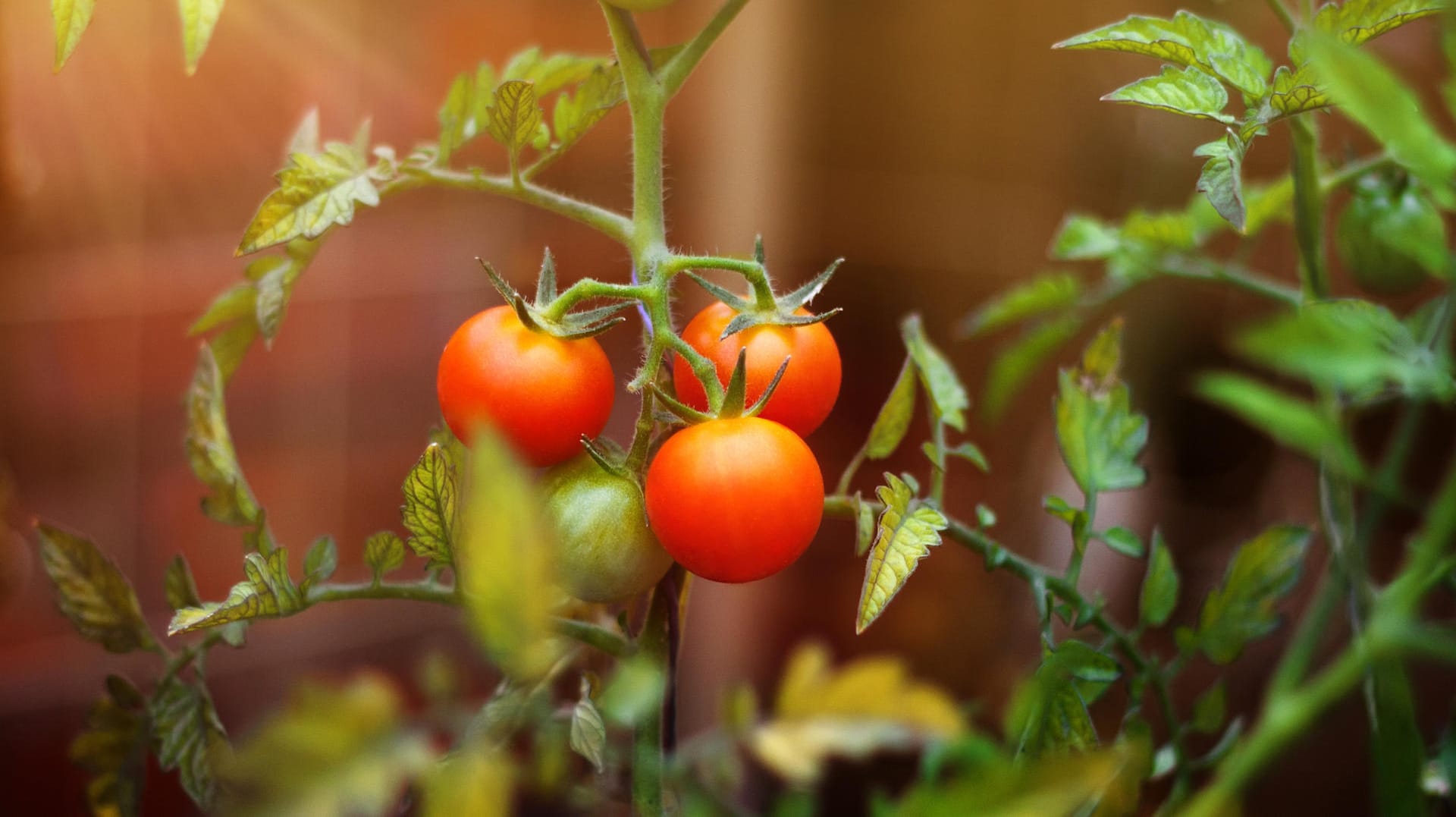 Kirschtomaten auf dem Balkon