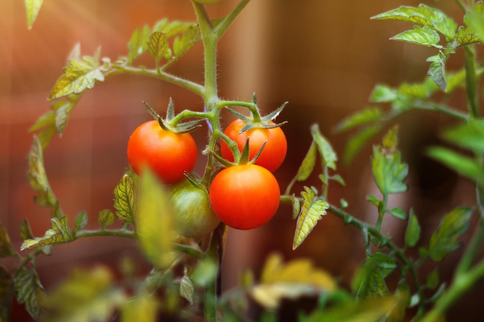 Kirschtomaten auf dem Balkon