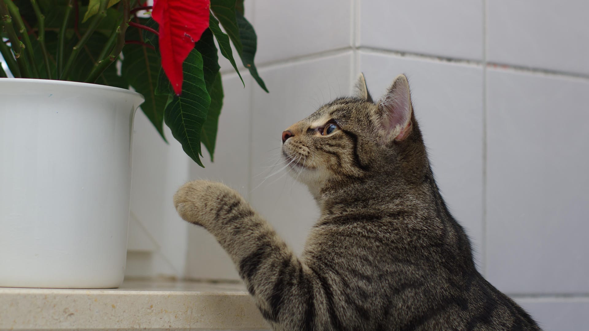 Katze mit einem Weihnachtsstern