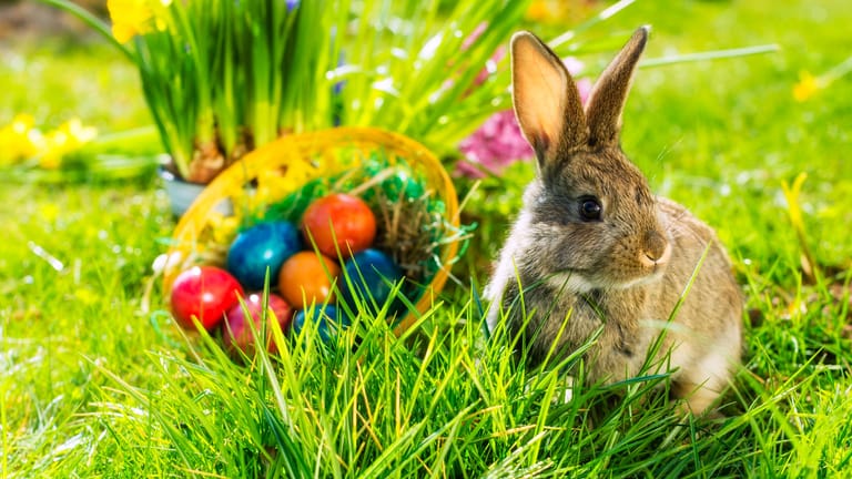 Ostern: Der Hase ist für viele ein Symbol für Ostern.