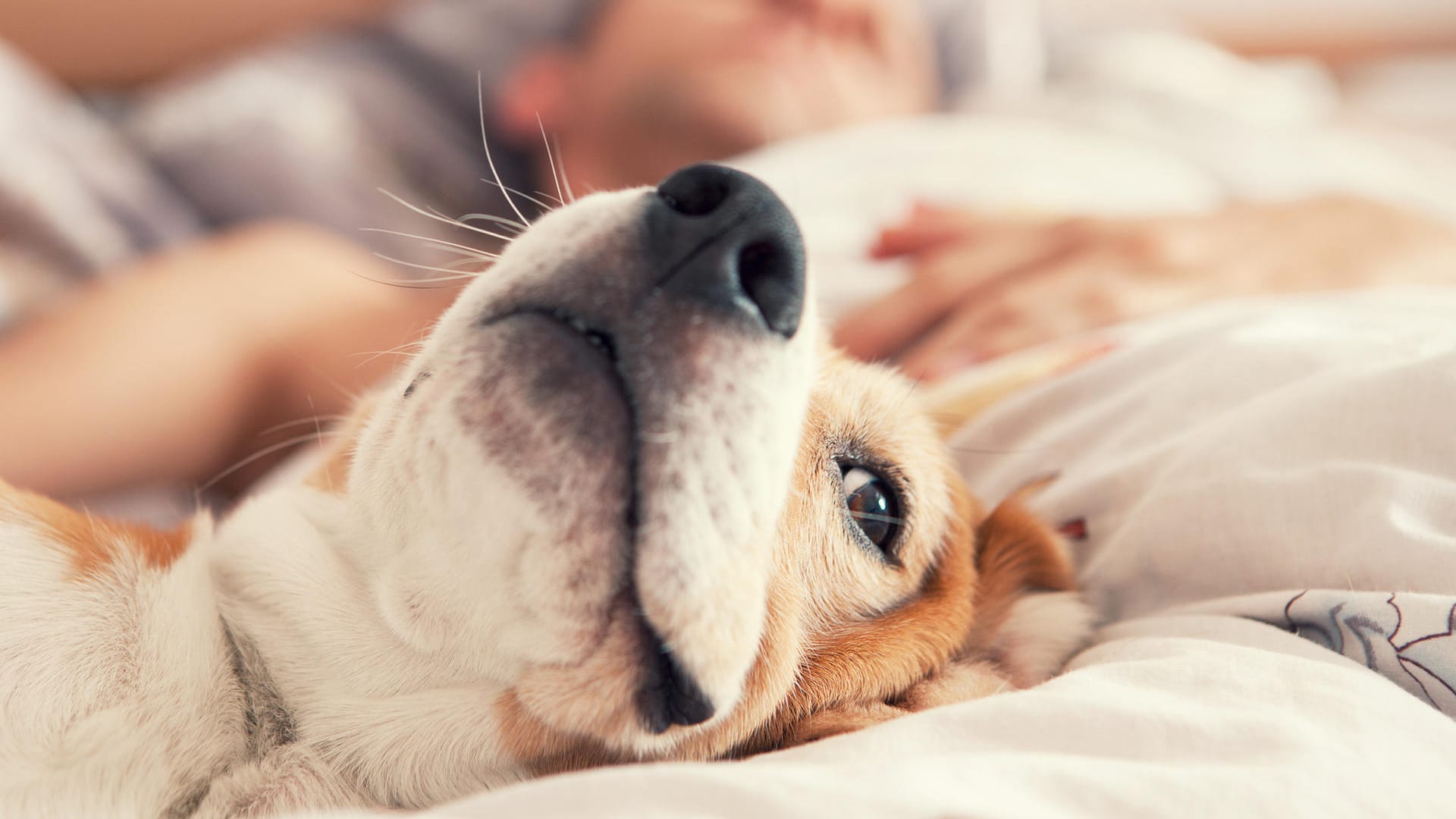 Ein Hund liegt im Bett