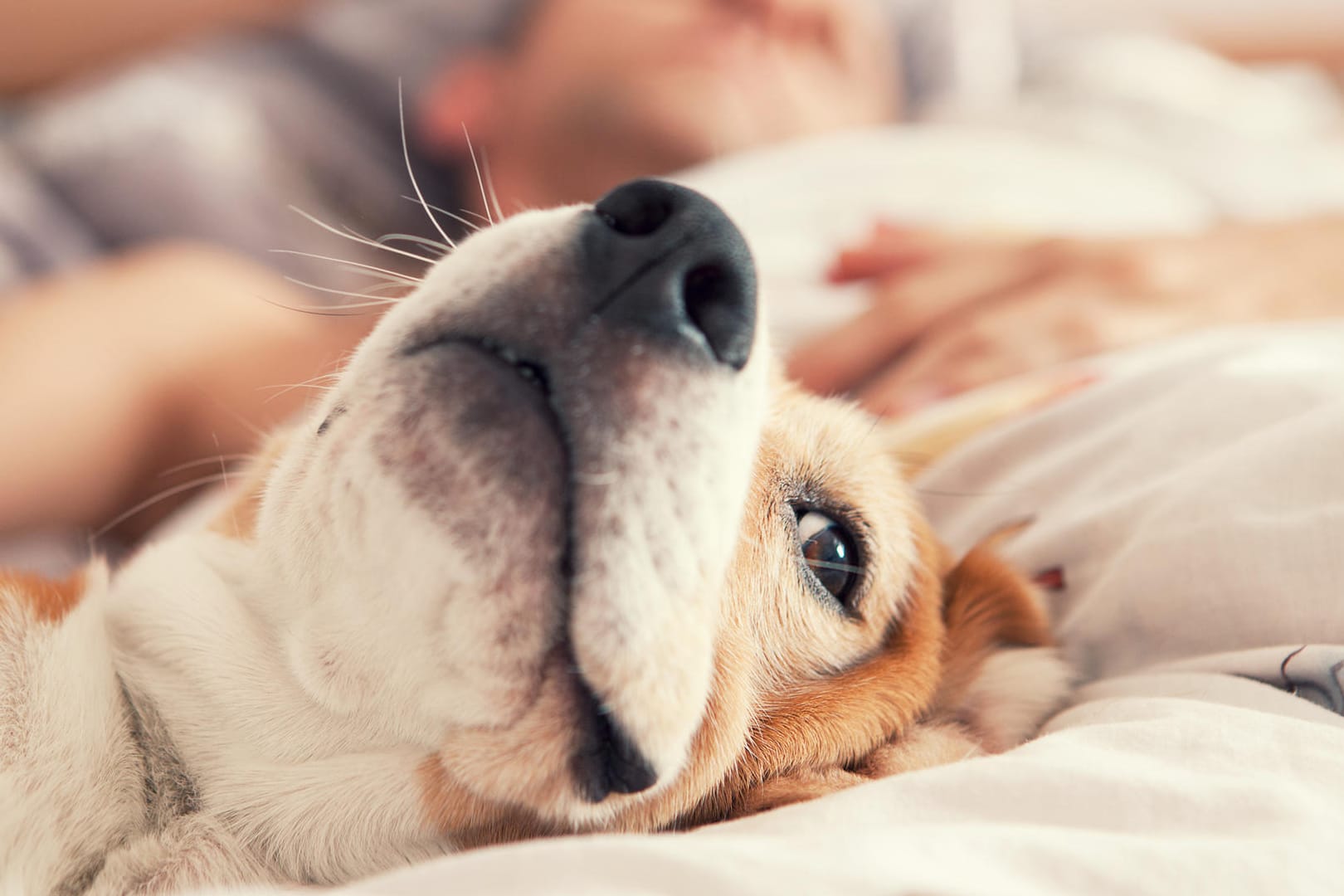 Ein Hund liegt im Bett