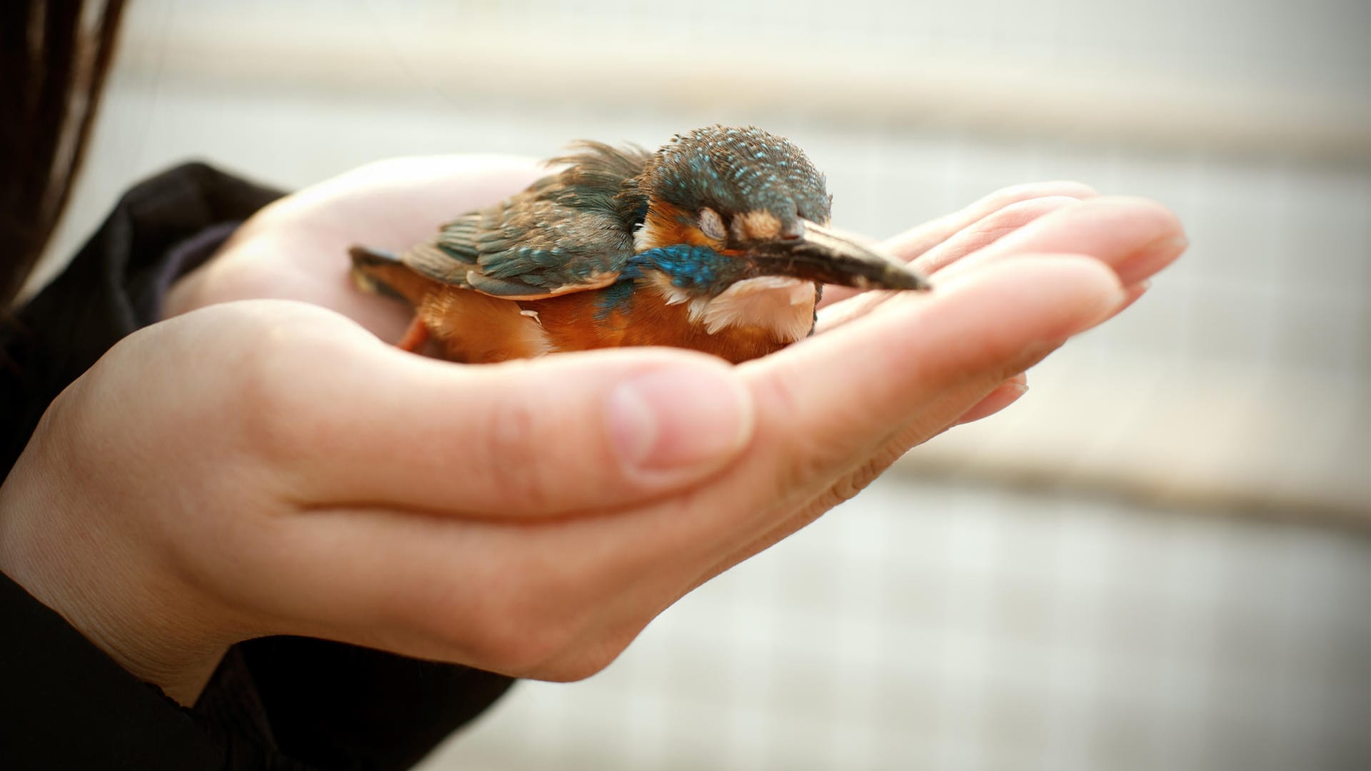 Ein Eisvogel in einer Menschenhand