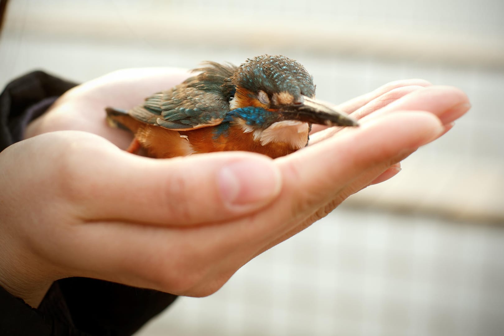 Ein Eisvogel in einer Menschenhand